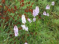 Culloden Moor