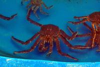 Königskrabbe, Kamtschatkakrabbe, King Crabbs,...