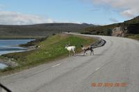 Auf der E69 nach Süden - Rentiere
