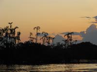Große Lagune im Cuyabeno-Nationalpark