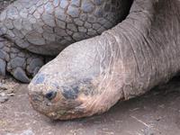 Landschildkröte