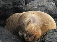 Seelöwe auf Seymour Norte