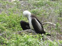 Junger Fregattvogel Seymour Norte