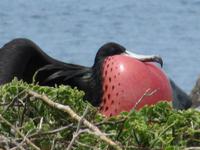 Fregattvogel Seymour Norte