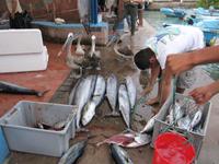 Fischmarkt in Puerto Ayora