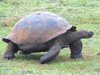 Landschildkröte im Hochland von Santa Cruz
