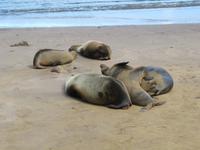 Seelöwe am Strand von Floreana