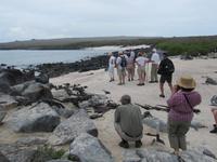 Meeresechsen auf Espaniola