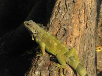 Park der Leguane Guayaquil