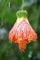 Exotische Blüte