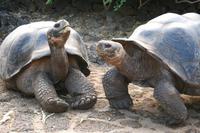 Galápagos-Riesenschildkröten
