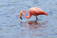 Flamingo in einer Lagune