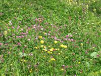 Alpwiese auf dem First