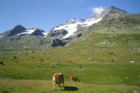 Fahrtimpressionen Bernina-Express