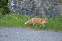 349 Lofotenrundfahrt