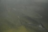 181 Malelvfossen, Lachstreppe