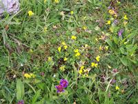 am Poulnabrone-Dolmen