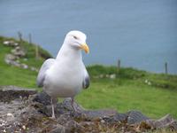 am Slea Head-Aussichtspunkt