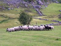 Kissane`s sheep farm