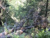 Wanderung in Flims