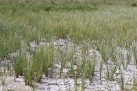 Ausgetrockneter Fluss