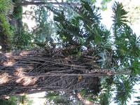 Botanischer Garten von Funchal