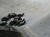 Botanischer Garten von Funchal