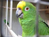 Botanischer Garten von Funchal