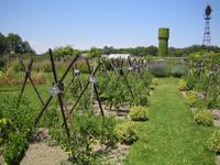 der Tomatengarten