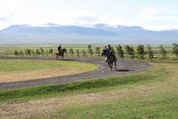 unterschiedliche Gangarten