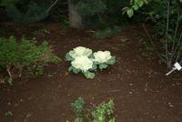 im botanischen Garten in Akureyri