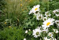 im botanischen Garten in Akureyri