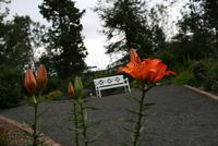 im botanischen Garten in Akureyri