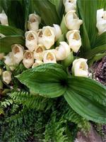 GB_JERS9_12802_101007