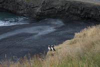 Papageientaucher am Kap Dyrhólaey