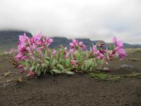 arktisches Weidenröschen