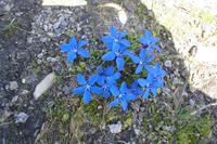 Alpenflora auf dem Rothorn