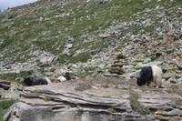 Bergziegen am Rothorn