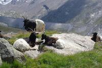 Bergziegen am Rothorn