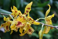 In der Eric Young Orchid Foundation