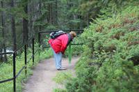 Frau Moser sucht Beeren :)