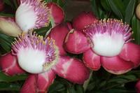 Blüten des Saalbaumes