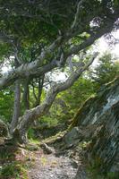 Die Wildnis Feuerlands