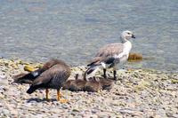 Falkland Gänse