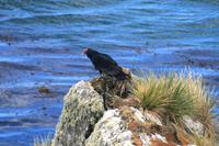 Raubvogel auf Falkland