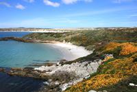 Pinguin-Bucht auf Falkland