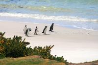 Magellan-Pinguine am Strand der Falklandinseln