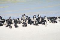 Magellan-Pinguine an der Yorke-Bucht