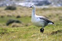 Falkland Gans