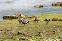 Gänsefamilie auf Falkland